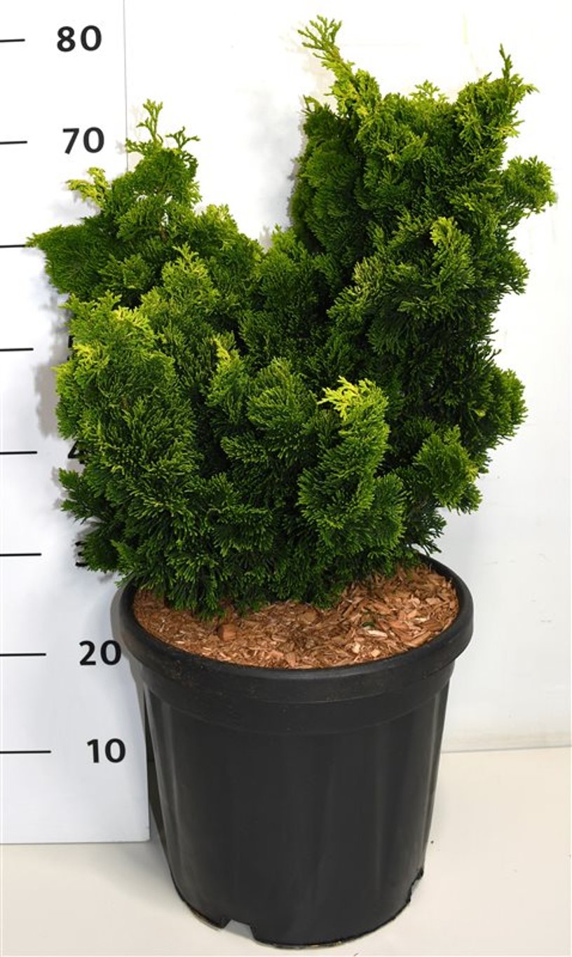 Chamaecyparis o. 'Aurora' 50-60cm 