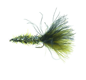 Børsteormen Peacock