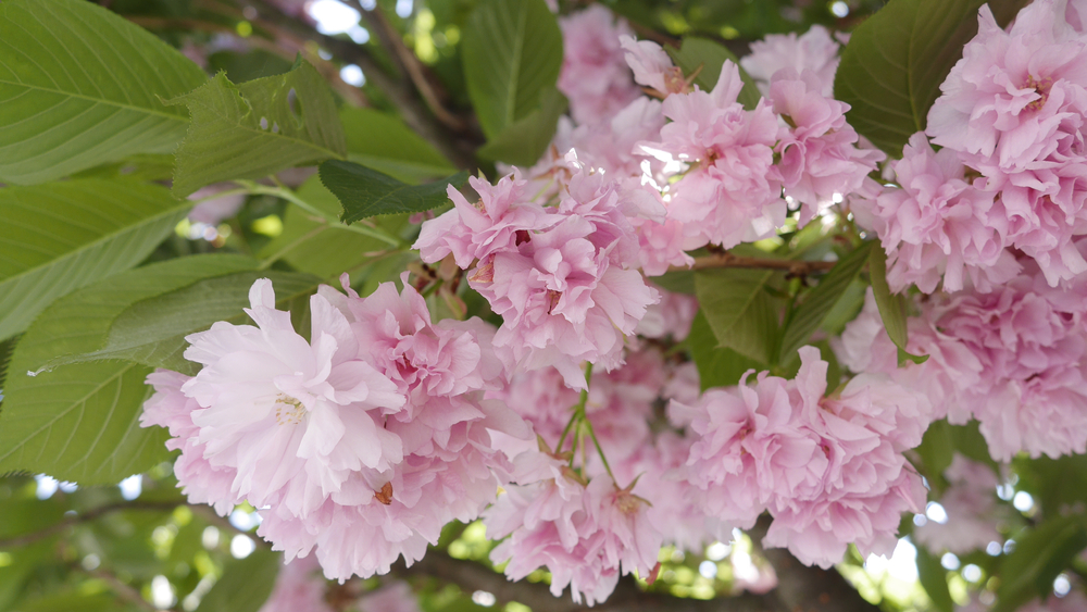 Rhododendron (Y) 'Doc' pink 30cm 