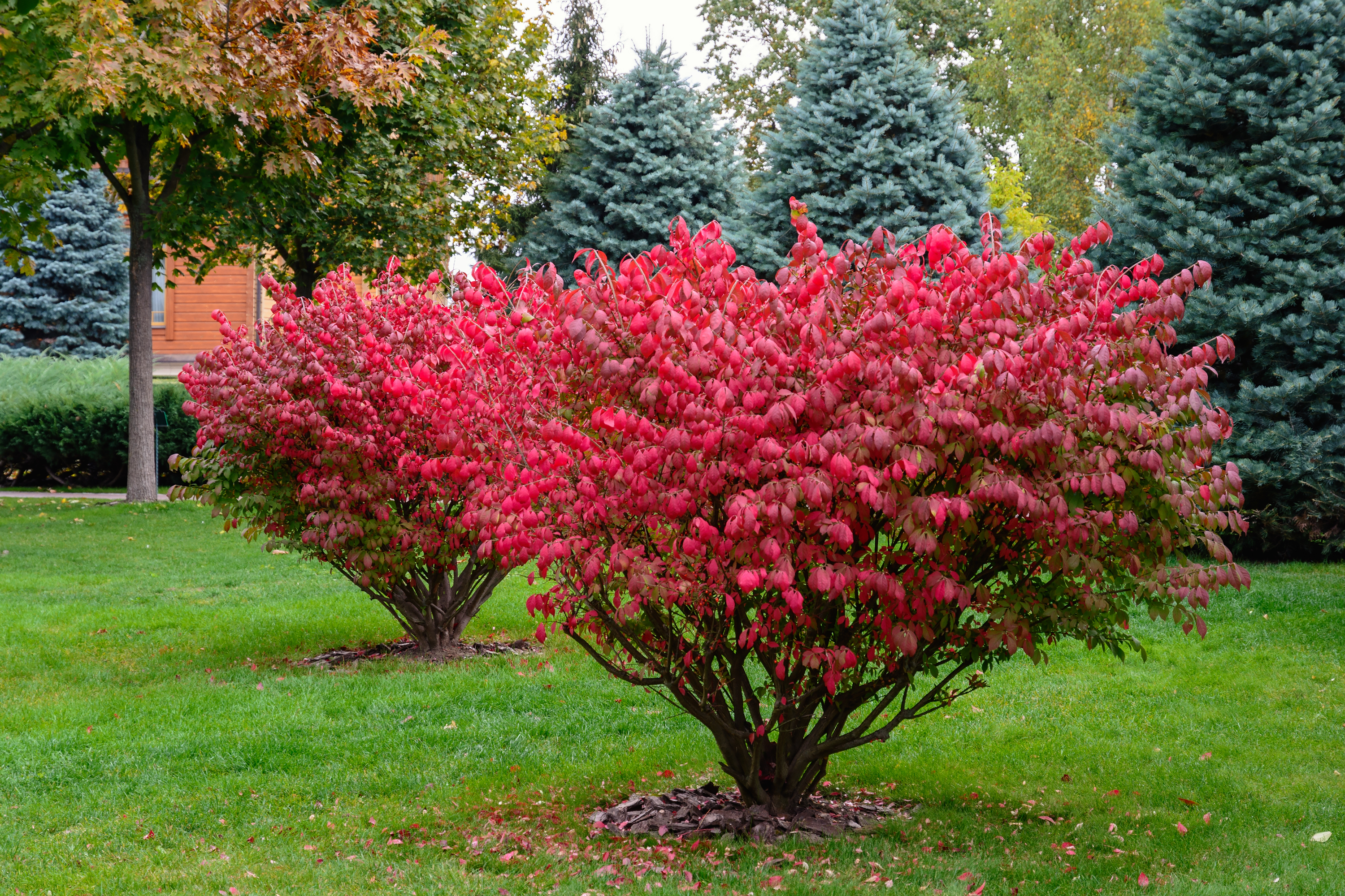 Vingben Euonymus alatus. 100-125 cm.