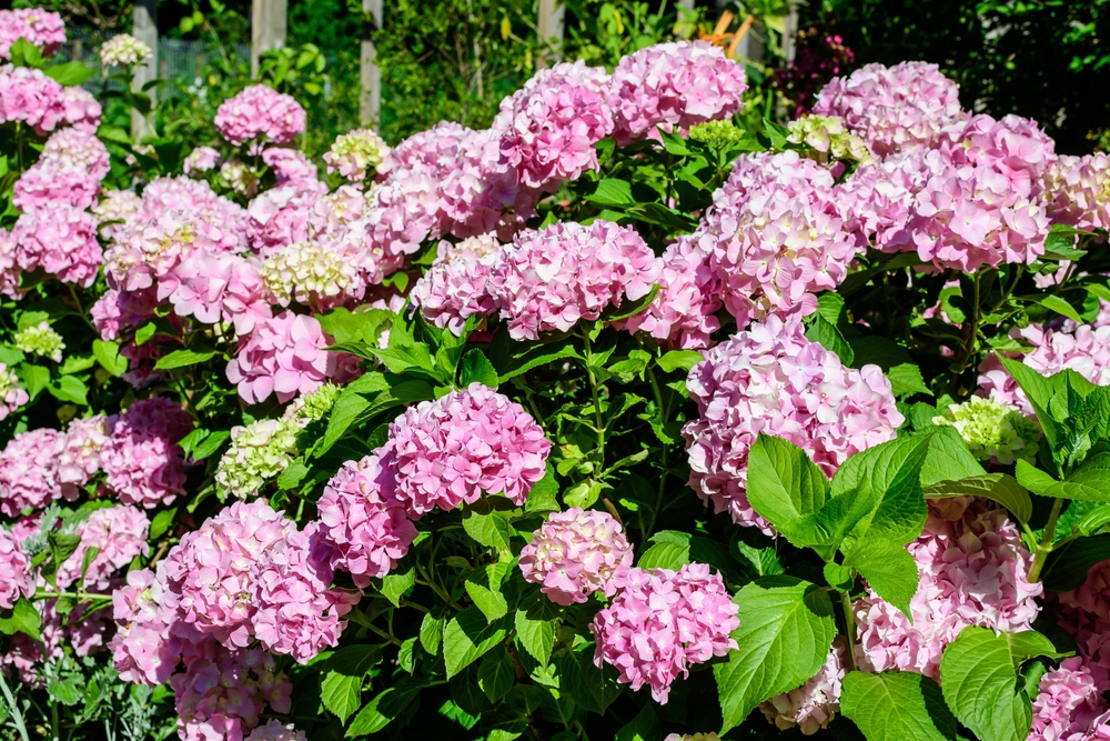 Hortensia Candybelle Bubblegum'. 30-40 c m. C3