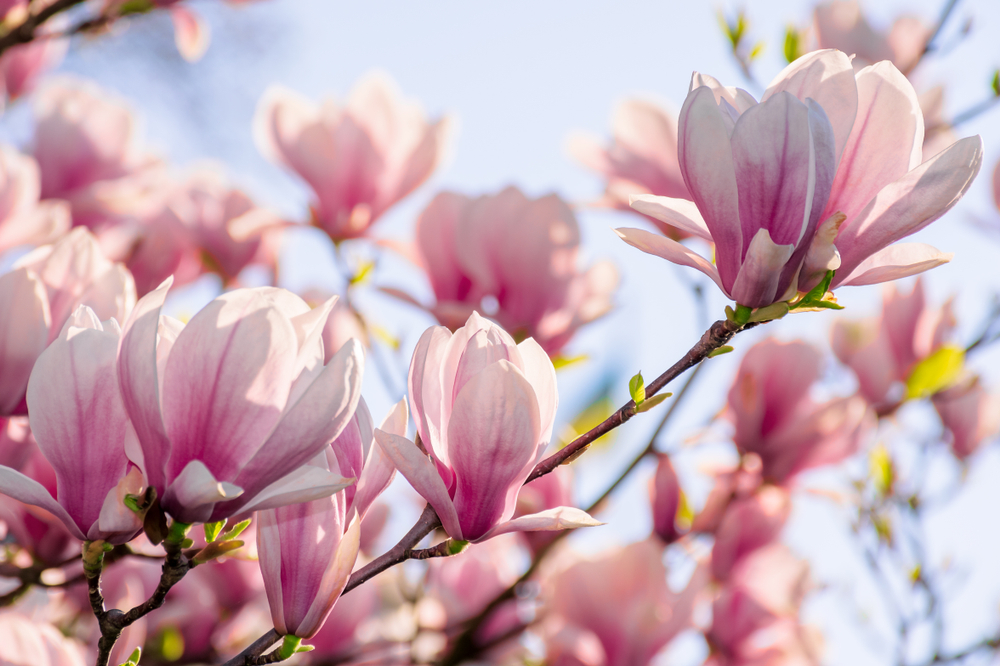 Magnolia soulangeana 175-200 cm