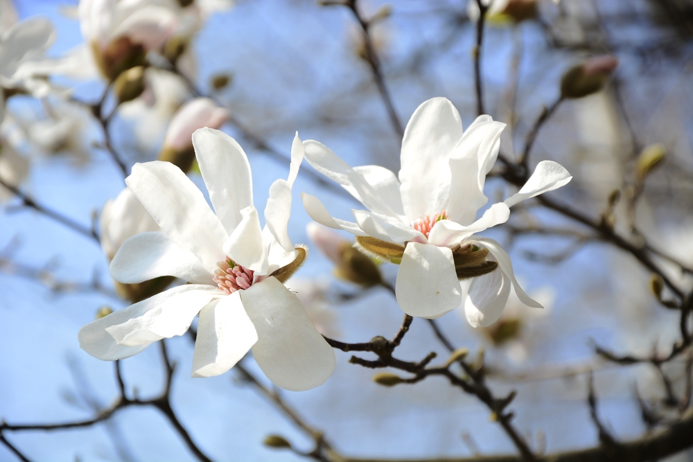 Stjärnmagnolia 80-100 cm. Stellata