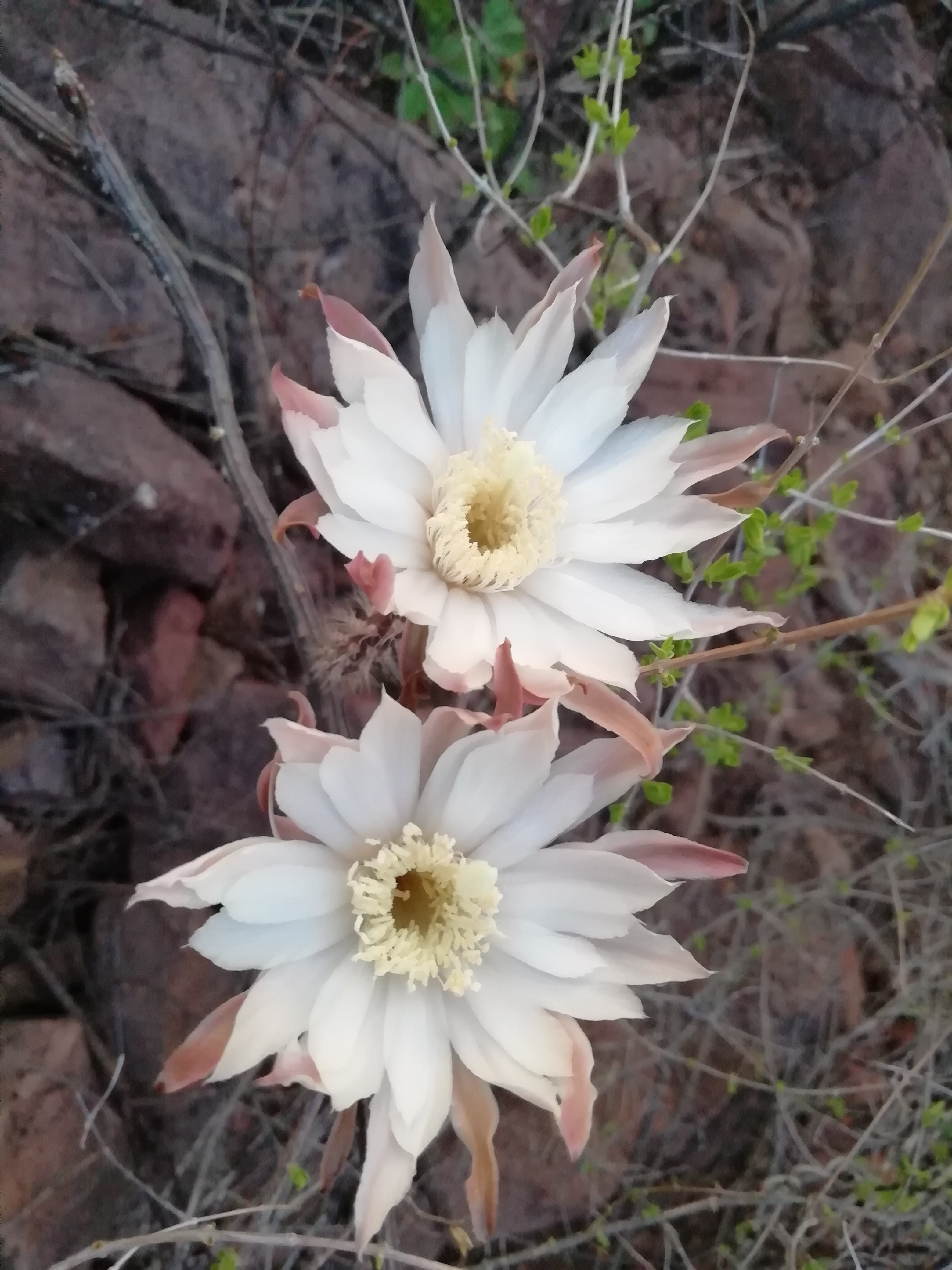 Peniocereus striatus