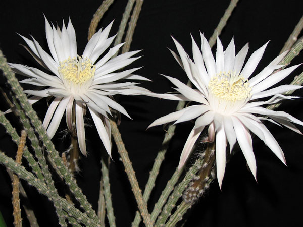 Peniocereus striatus - 4