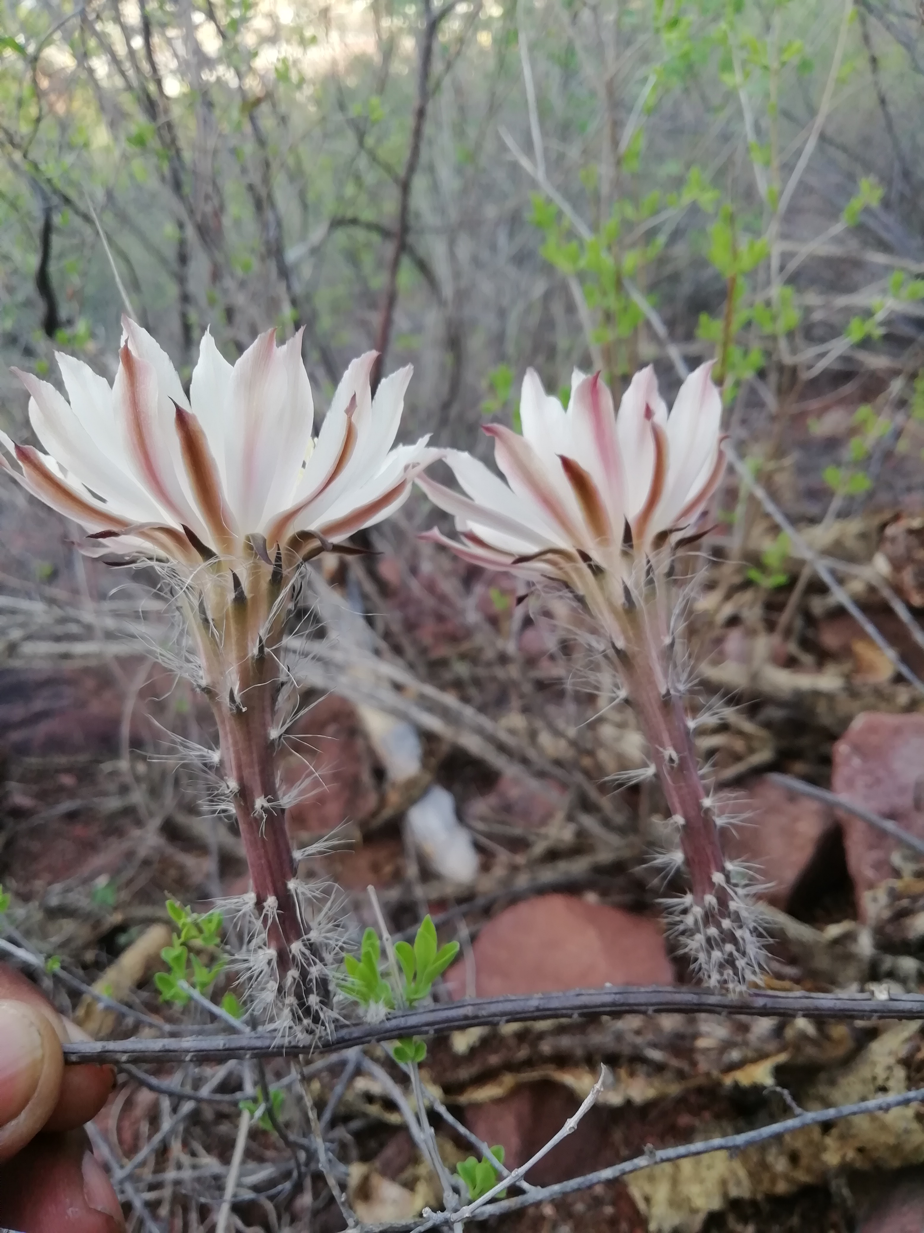 Peniocereus striatus - 3