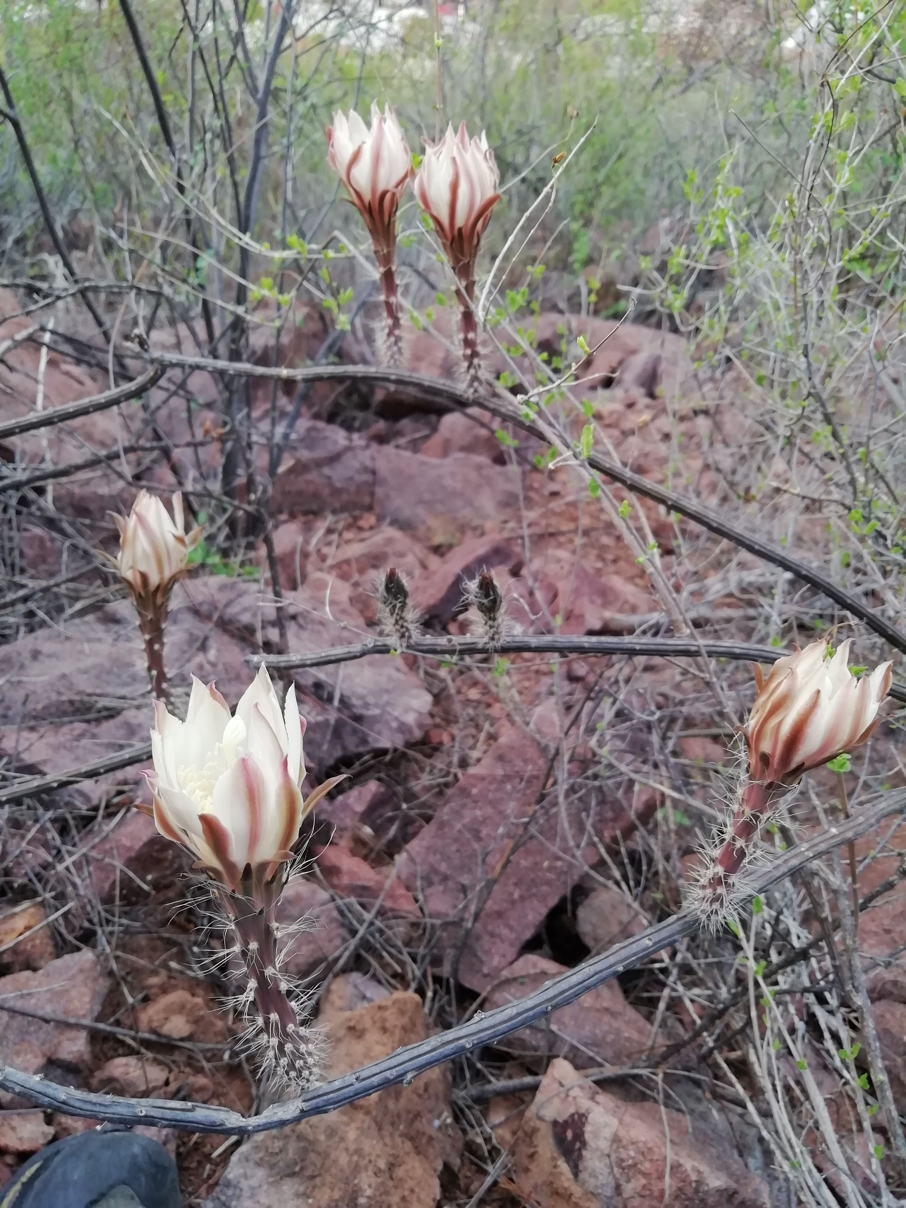 Peniocereus striatus - 2