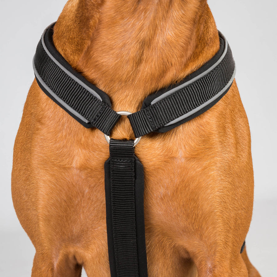 Back on Track Hundegeschirr Max - Blau