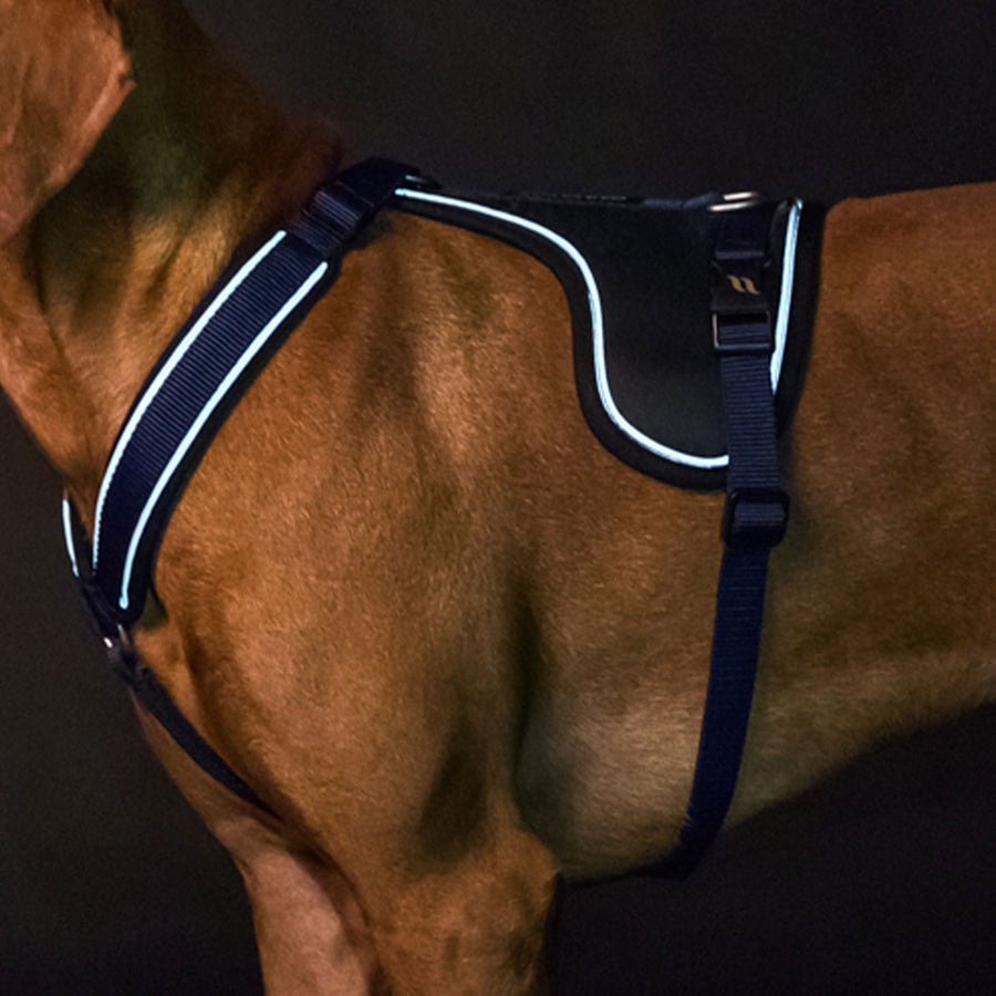 Back on Track Hundegeschirr Max - Blau