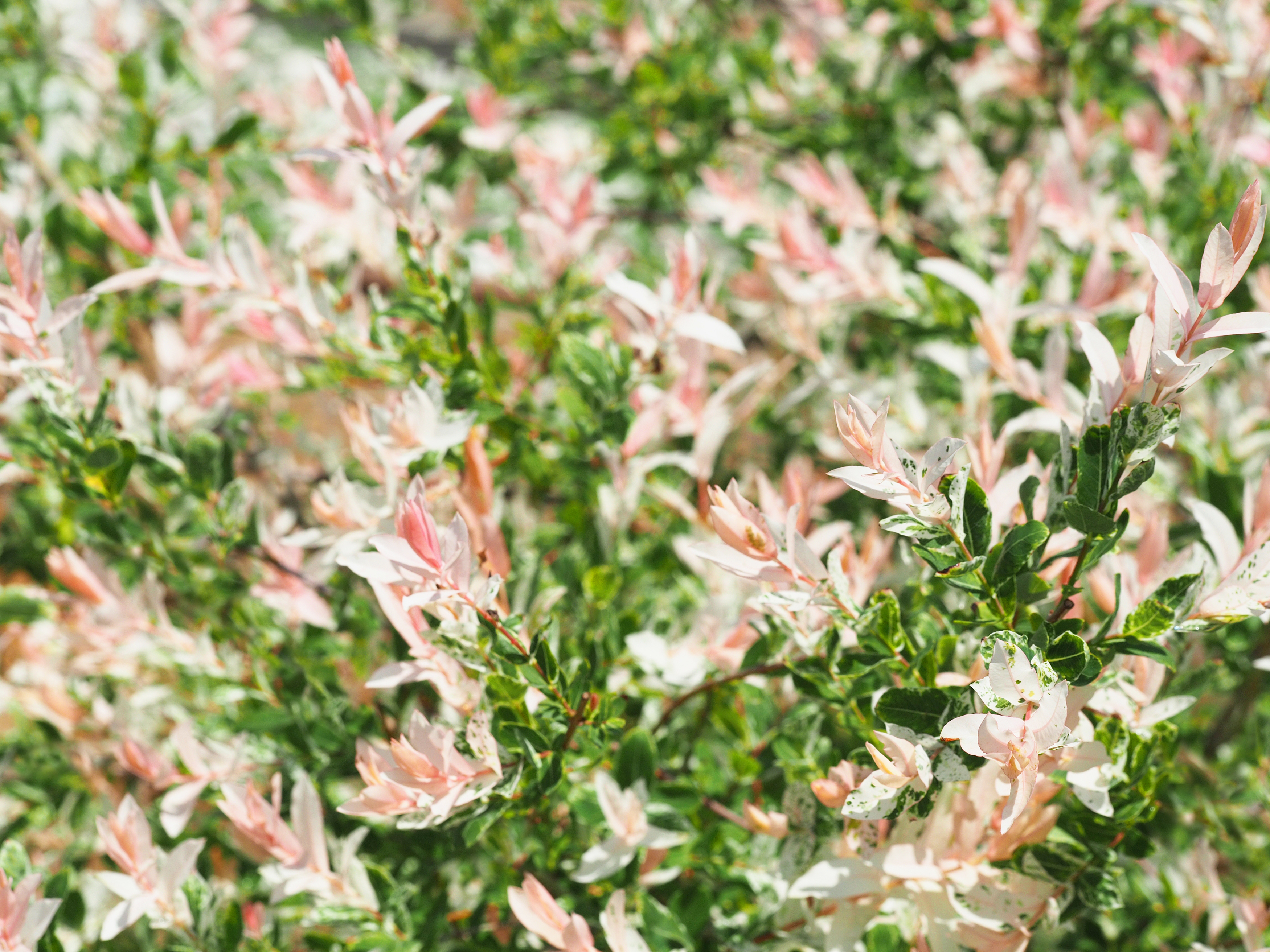 Eukalyptusvide Salix integra 'Hakuro-nishiki'  150 cm 