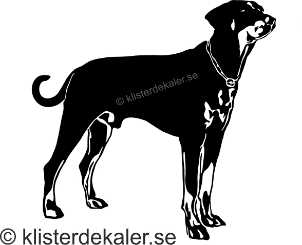 Bildekal Dobermann