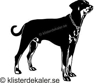 Bildekal Dobermann