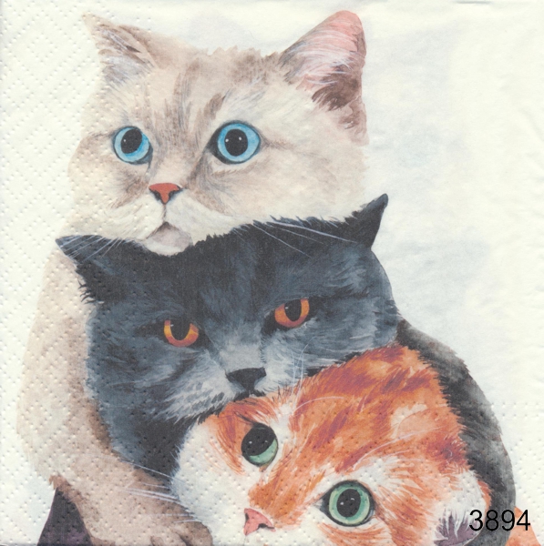3 st katter