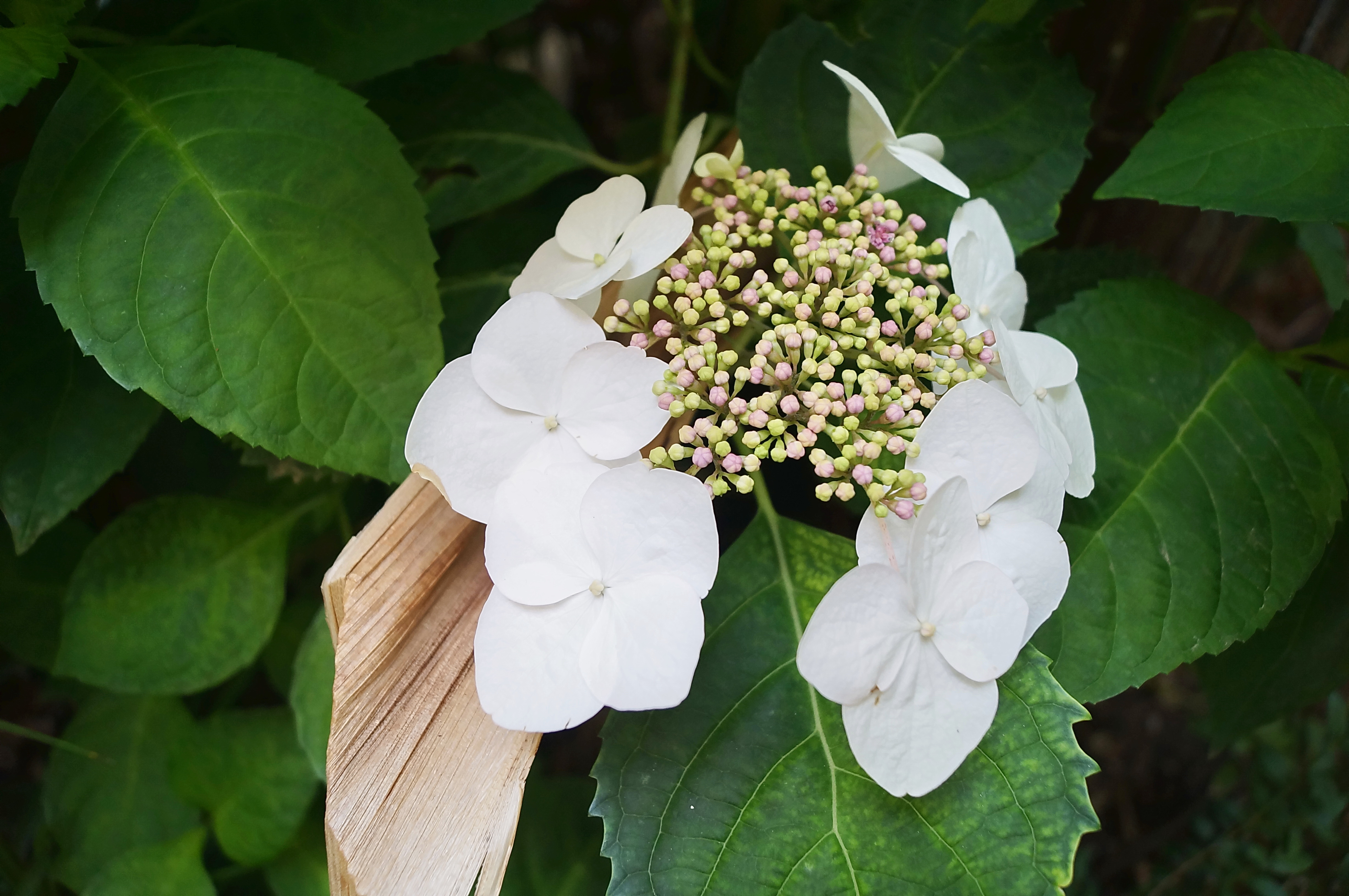 Klätterhortensia Hydrangea anomala petiolaris 60 cm 