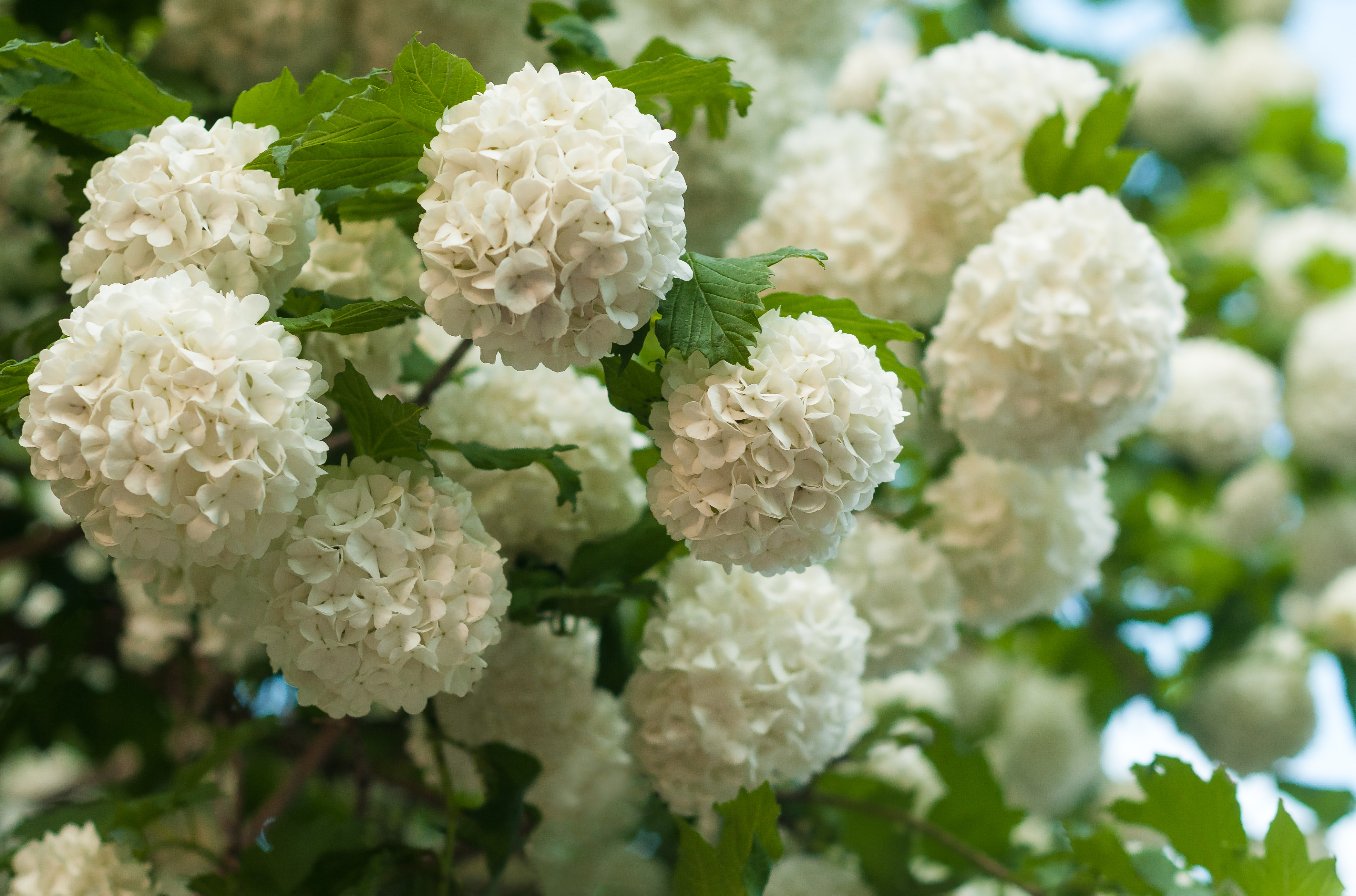 Snöbollsbuske 'Roseum' 100-125 cm - 3