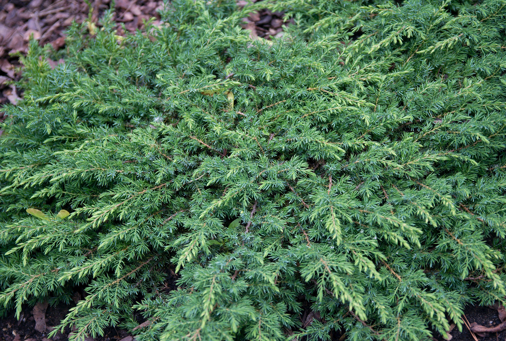 Juniperus  'Green Carpet' 25-30cm