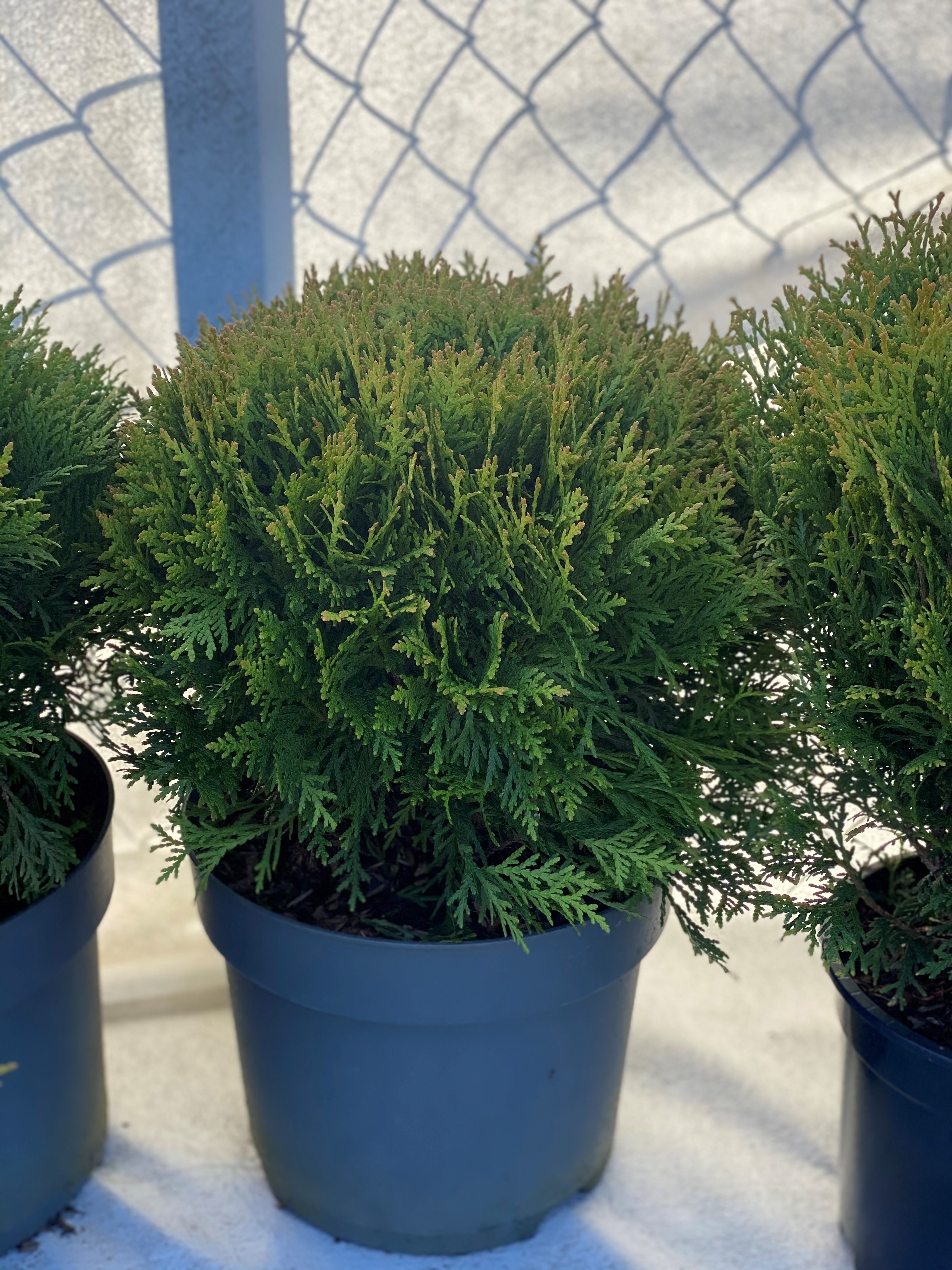 Thuja occ. 'Danica' 25-30 cm.