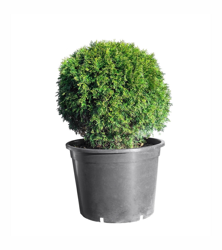 Thuja occ. 'Little Giant' 30-40 cm