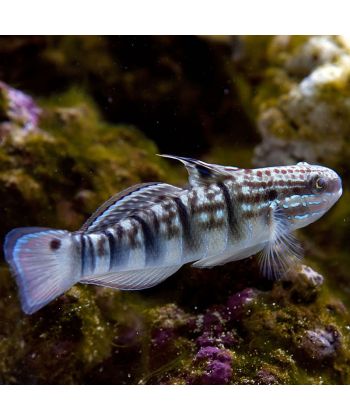 Amblygobius phalaena (reef safe)
