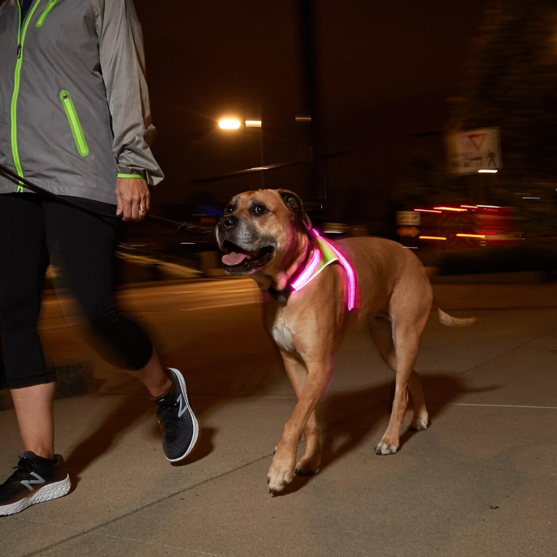 Noxgear LightHound LED-sele - 5