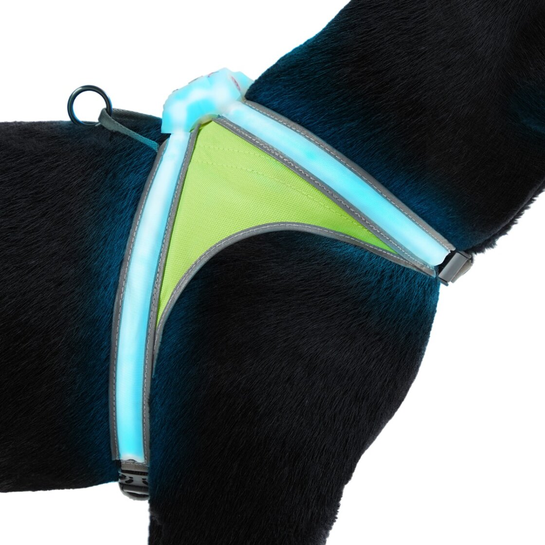 Noxgear LightHound LED-sele - 10