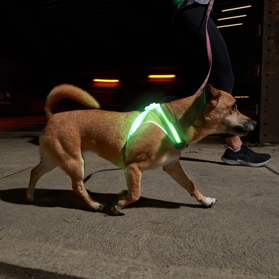 Noxgear LightHound LED-sele - 13