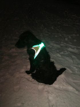 Noxgear LightHound LED-sele - 12