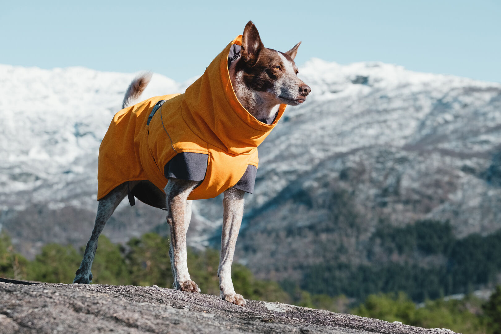 Hurtta Expedition Parka, Buckthorn - 3