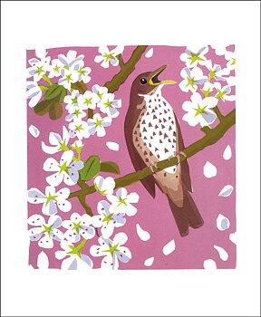 Carry Akroyd : Song Thrush - Kort med kuvert