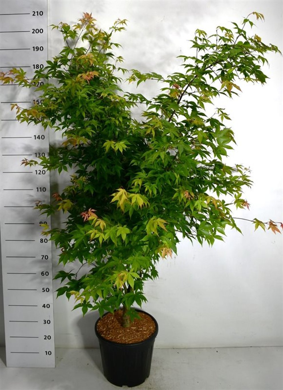 Japansklönn Acer pal. 'Osakazuki' 150-175 cm  - 3