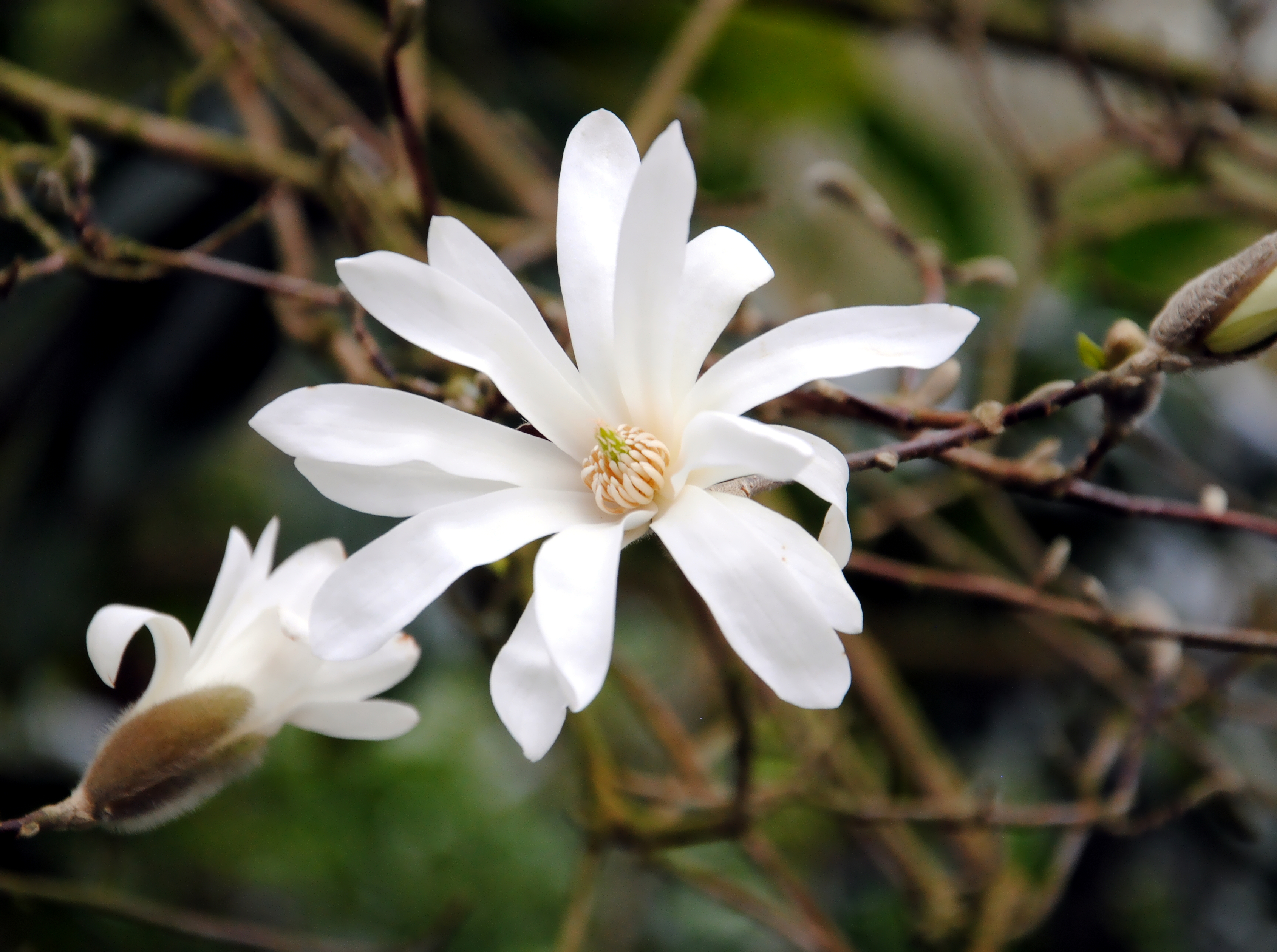 Magnolia "Royal star 80-100 cm 
