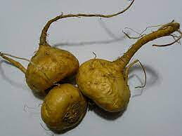 Maca / Peruansk Ginseng
