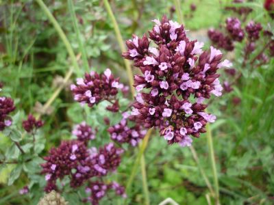 Kirgisisk Oregano - Kraftig och aromatisk oregano med tåligt växtsätt