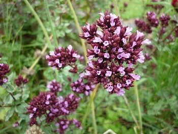 Kirgisisk Oregano - Kraftig och aromatisk oregano med tåligt växtsätt
