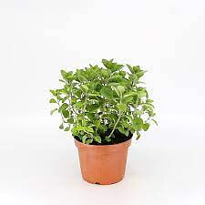 Vild Mejram (Oregano)