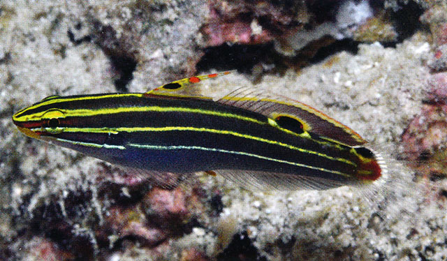 Koumansetta Hectori (reef safe)