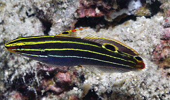 Koumansetta Hectori (reef safe)