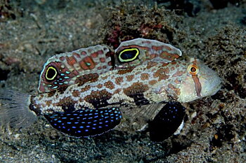 Signigobius Biocellatus (reef safe)