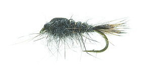 Gold Ribbed Hare`s Ear Hare Ear