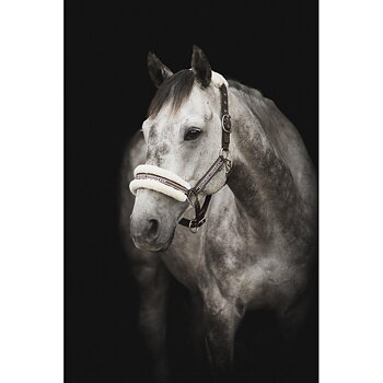 Källquist Equestrian- Halter Horse Unique - Black / Grey