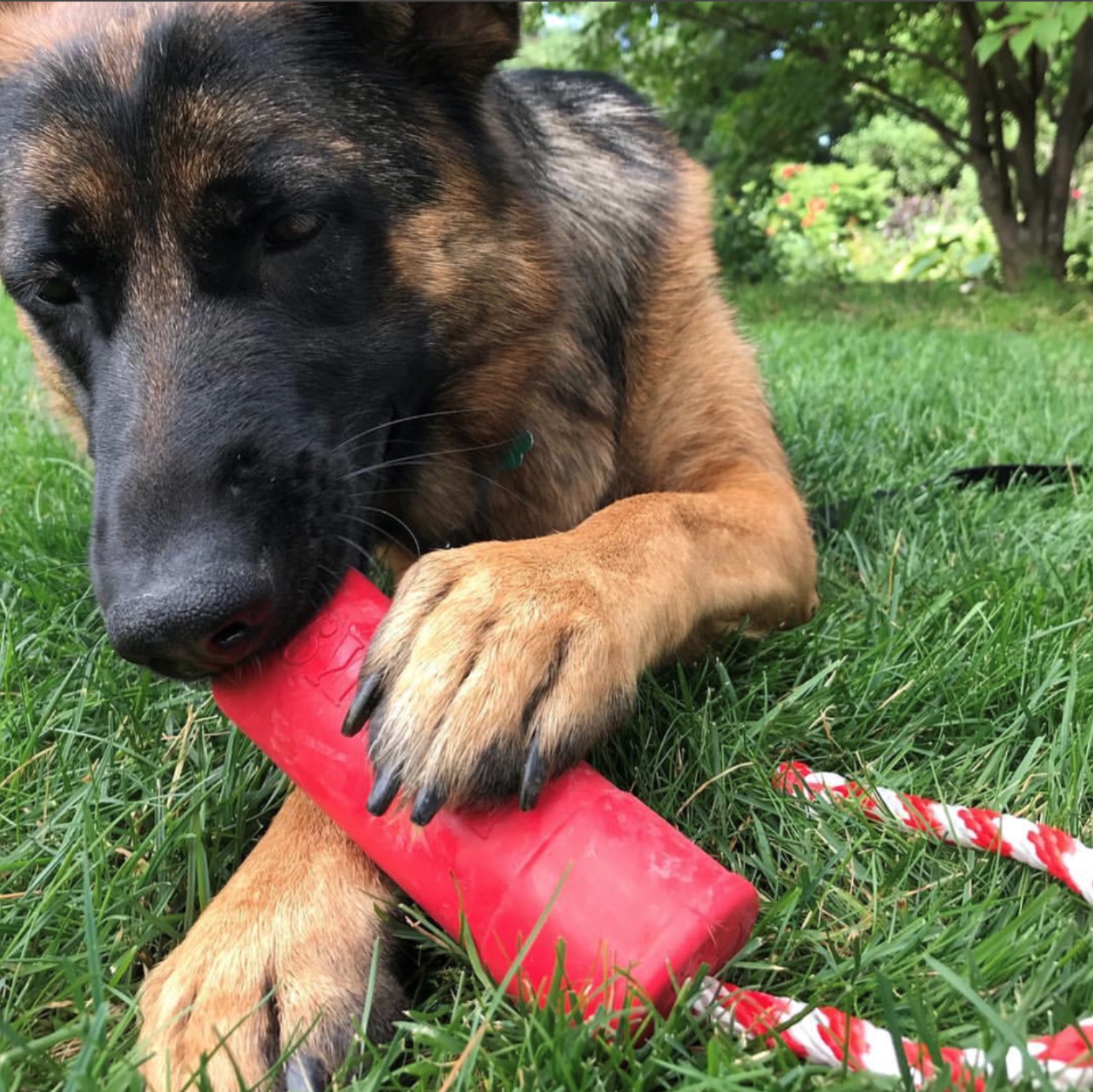 Sodapup Dummy Float Dog Toy