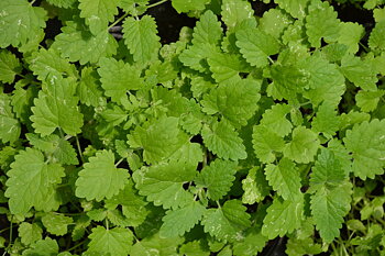  Citronkattmynta 
