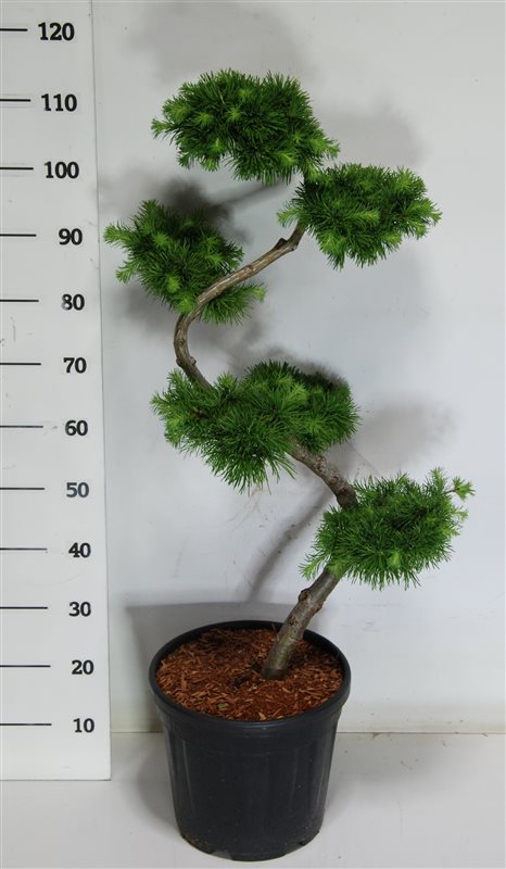 Japansklärk Larix   80 cm