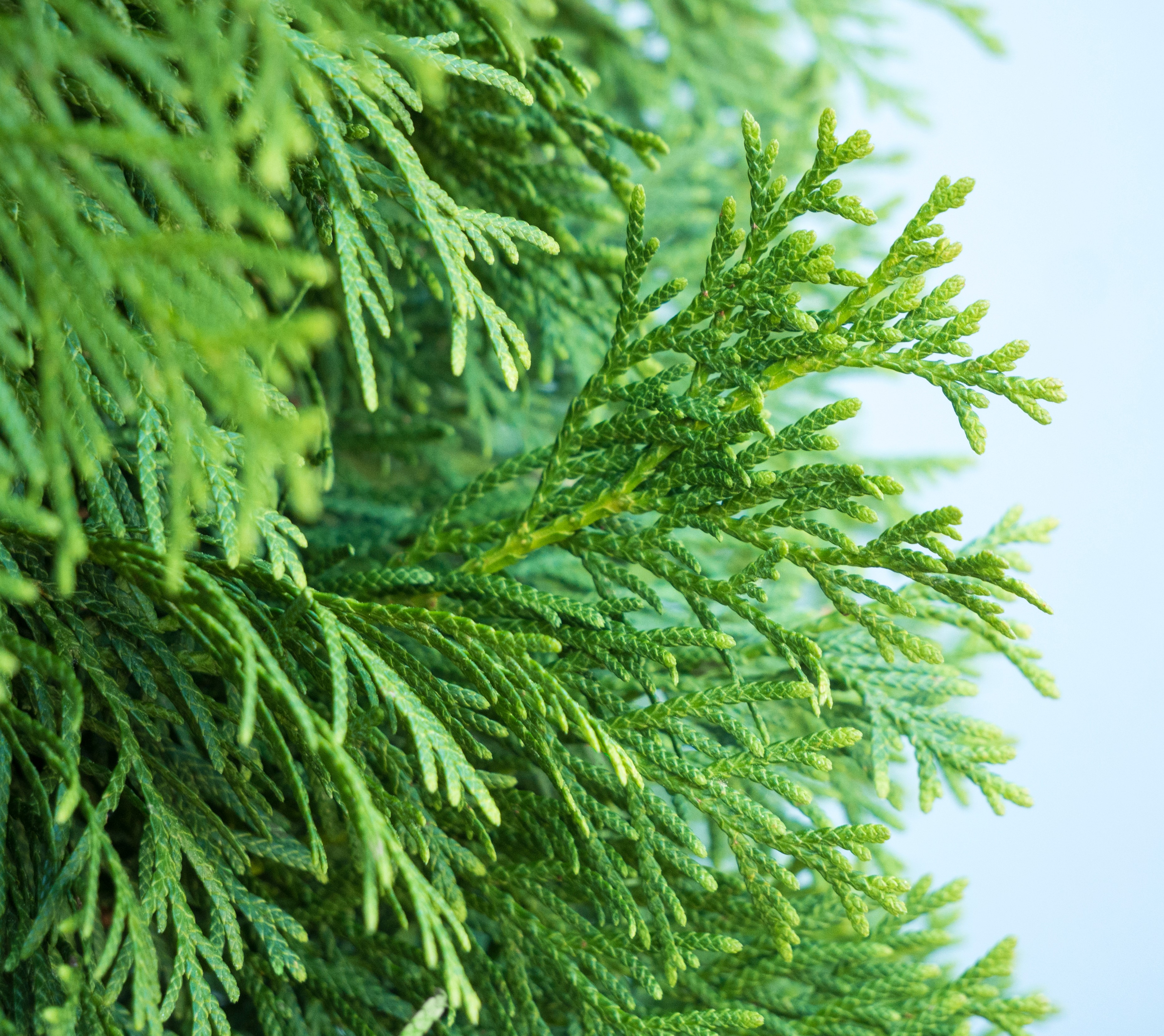 Thuja occ. 'Brabant' 175-200 cm , C90,  Ponpon