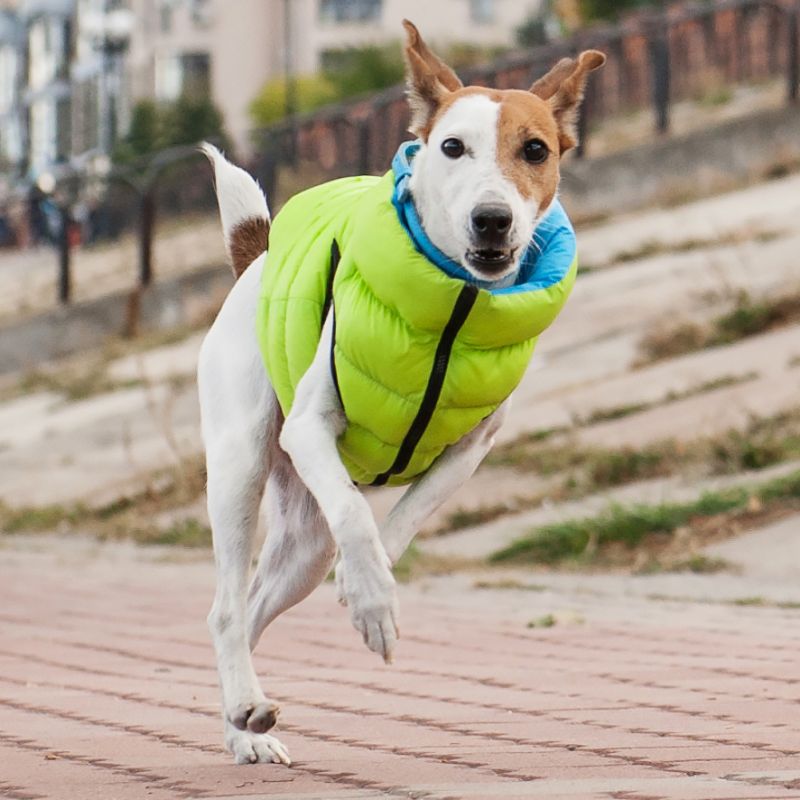 Dogman Värmeväst Airy Vest Quiltad Turkos/Lime X-Small 25cm  - 3