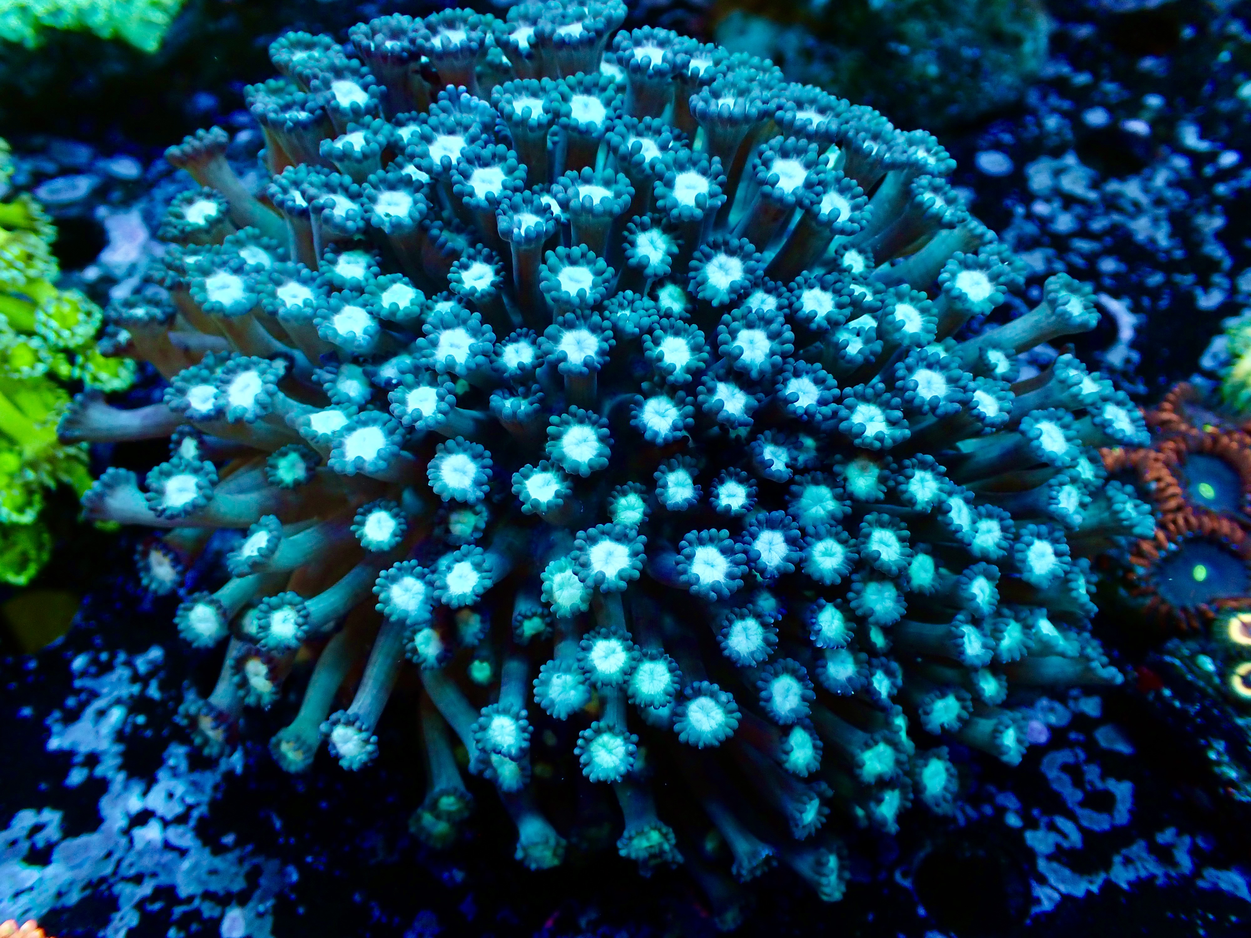 Goniopora spp. Lobata