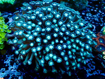 Goniopora spp. Lobata