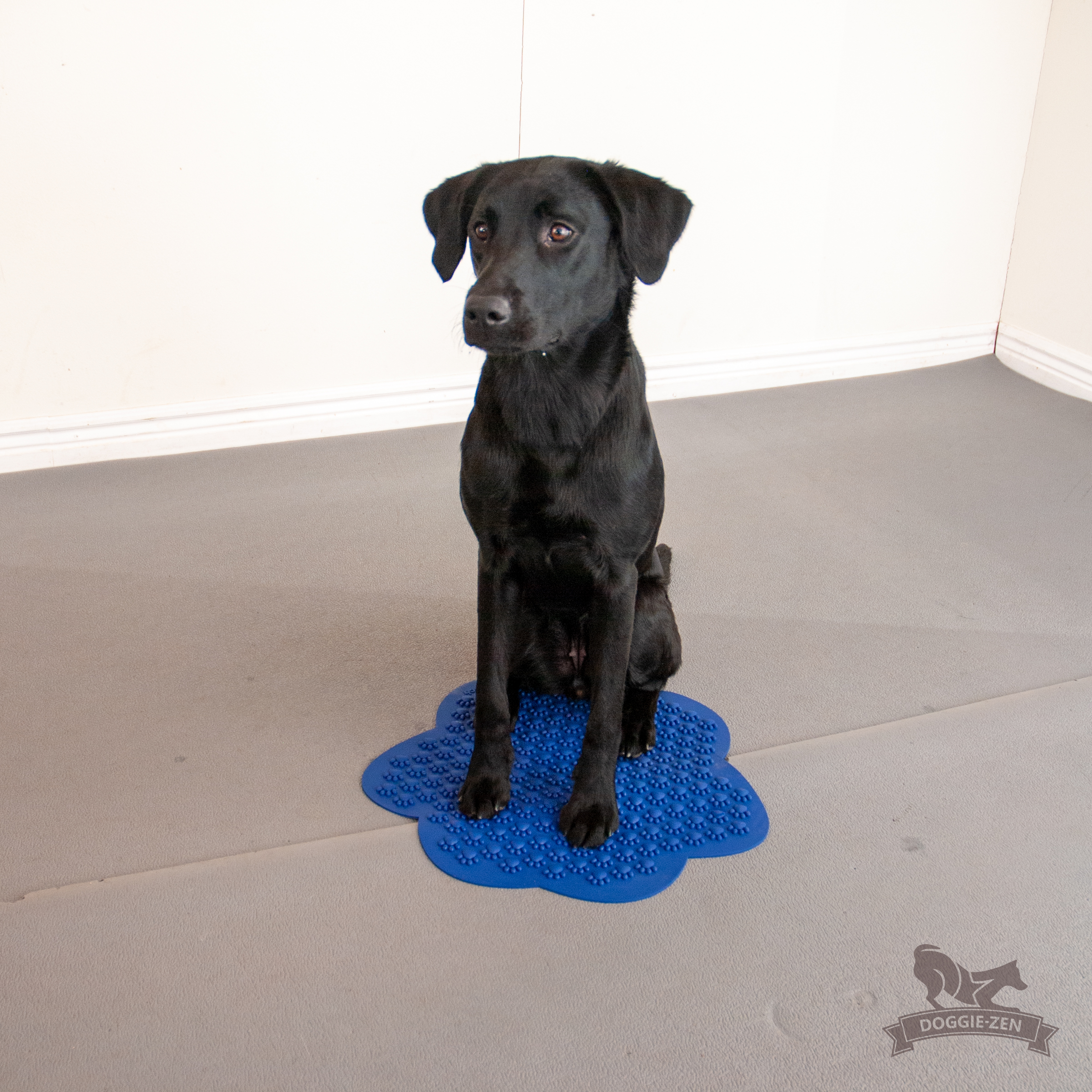 Flexiness® SensiMat Paw - 4