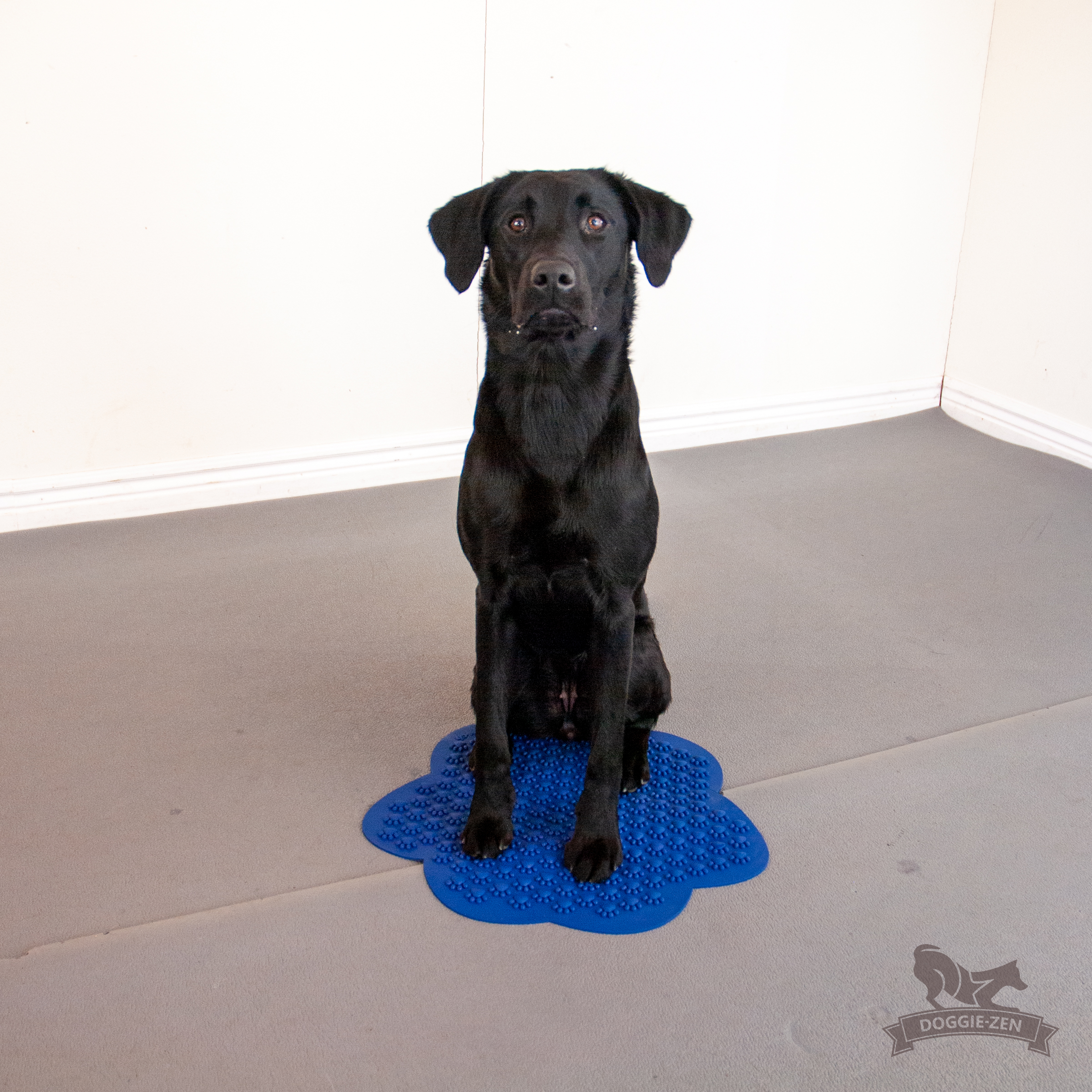 Flexiness® SensiMat Paw - 5