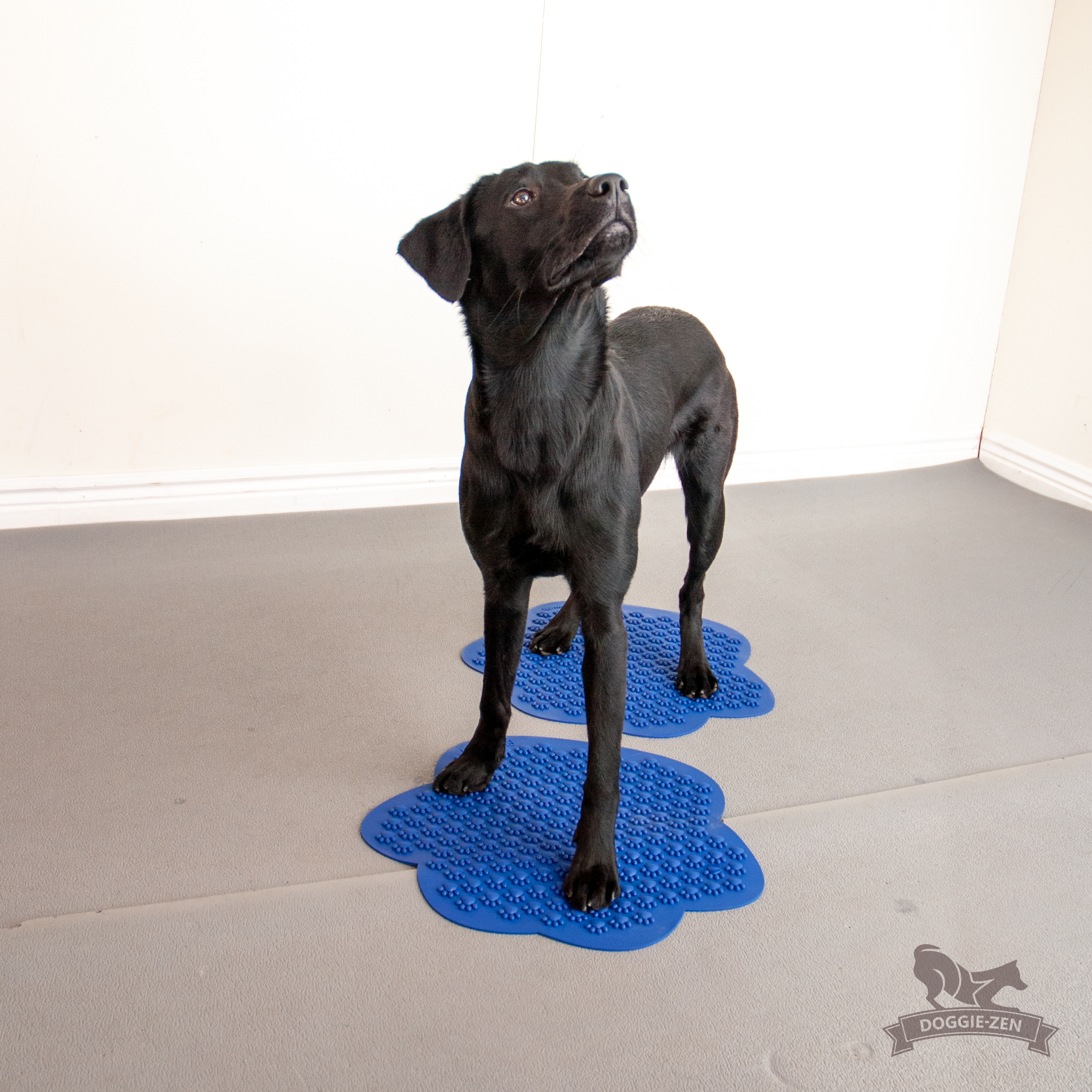 Flexiness® SensiMat Paw - 6